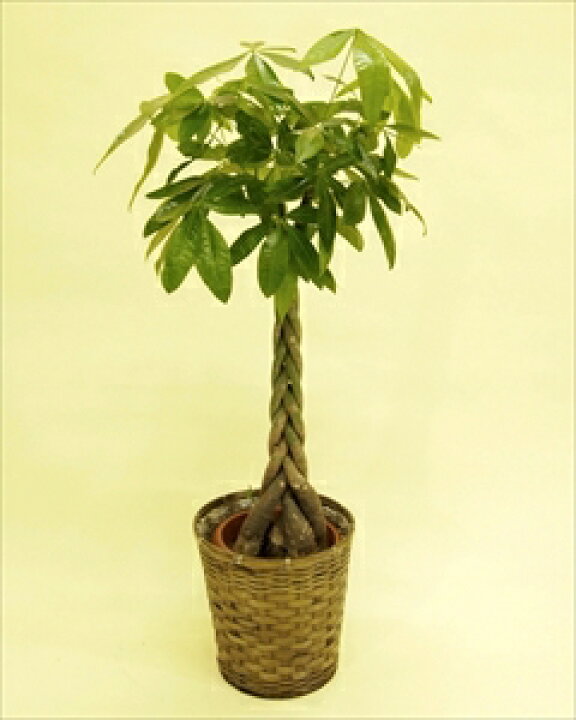 楽天市場 当店一番人気の観葉植物パキラ 編みタイプの8号鉢です 乾燥に強く 室内置きにも適しているので ご自宅はもちろん 贈答用としても大変喜ばれます パキラ 8号鉢 バスケット付 代引き不可 送料無料 リコメン堂インテリア館