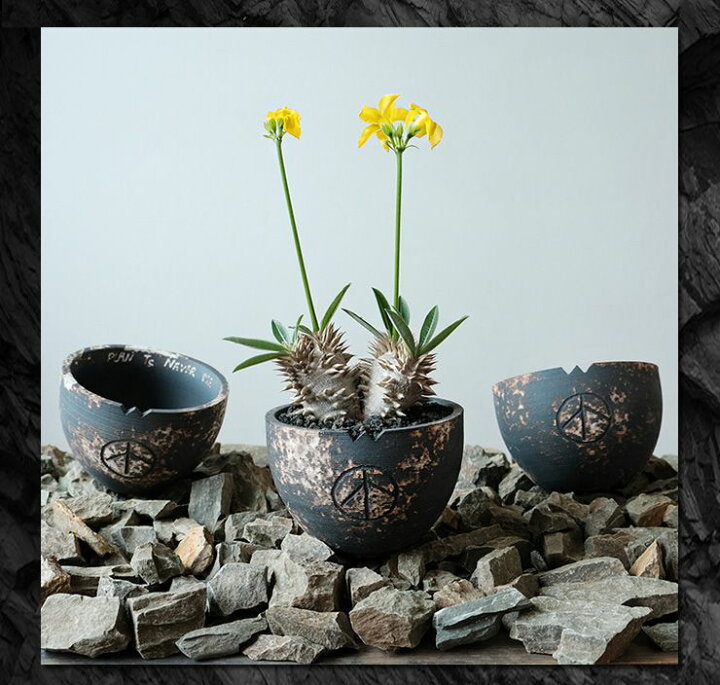 楽天市場 Plants Never Die 正規販売店 反戦鉢 W14 2cm H10 5cm 鉢植え おしゃれ 骨 イラスト ブラック 径14 2 高さ10 5 陶器 ガーデニング 屋外 屋内 プランター 植木鉢 観葉植物 インテリア 雑貨 鉢 送料無料 リコメン堂インテリア館