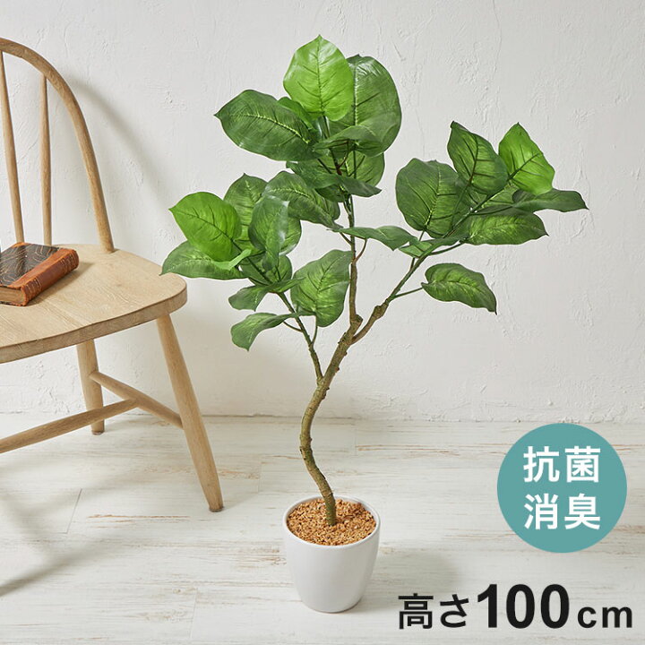 楽天市場】フェイクグリーン ウンベラータツリー 約100cm 抗菌 消臭  