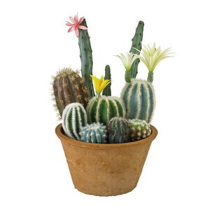 観葉植物 サボテン 寄せ植えの人気商品 通販 価格比較 価格 Com