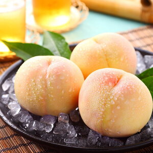 R ЂYg R̐ Hi   Mtg 蕨  Hו l ̂ p v[g  20230210368(s)yz