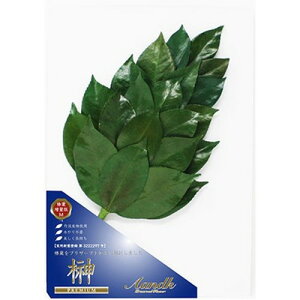 A&K �v���~�A���� �O�g�Y�����֗t�g�p M�T�C�Y �{�����[���^�C�v SKK-006PV �G��(����s��)�y���������z