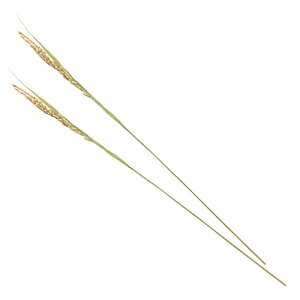 }R[ p Ɩp ̕ (RVqJ) (100{) yamaco25237(s)yz