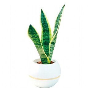 TZxA ۔5 i ԁEO- A(s)yz