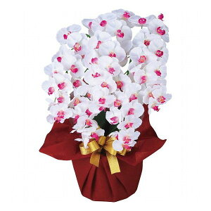 A[eBtBVt[  5{Ӓ zCgr[eB[ ncr-24019-5-wb i ԁEO- A-gAW(s)yz