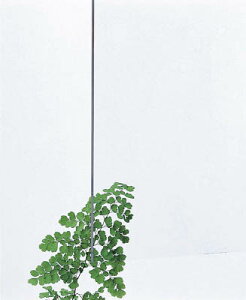 �� �A�N�����L���X�g�� ���� 3X300X450 ���i�V AC00334