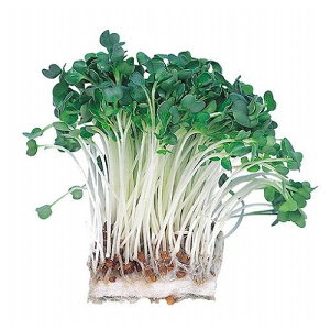 ARTEC 水耕栽培ユニット カイワレダイコン ATC102970(代引不可)