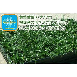 Yn ƂĂCȃ^}Eiʗj2.5 80|bg i2[gj (s)