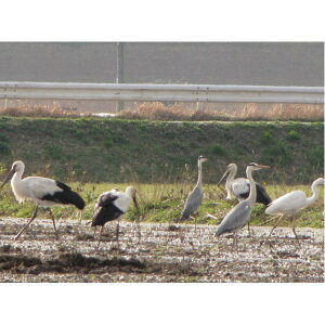 ��ʿ��29ǯ���ۥ����Υȥ��񤤹ߤ�륳���ҥ���ϻ������5kg����