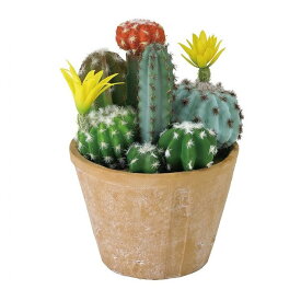 楽天市場 花 サボテンの通販