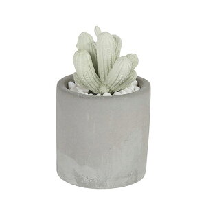 �_���g�� DULTON �A���G�t���O�����X�f�B�t���[�U�[ �����A�� �J�N�^�X(����s��)�y���������z