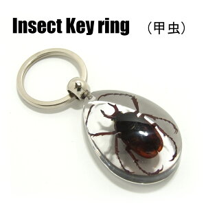 Insect KeyringybzSK0910 L[z_[//ANZT[p[c/y_ggbvɂ/Xgbv/COG/L[O/L[`[/W/