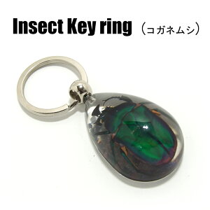 Insect KeyringyRKlVzSK2910 L[z_[//ANZT[p[c/y_ggbvɂ/Xgbv/COG/L[O/L[`[/W/