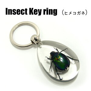 Insect KeyringyqRKlzSK0932 L[z_[//ANZT[p[c/y_ggbvɂ/Xgbv/COG/L[O/L[`[/W/