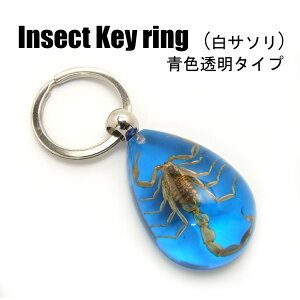 Insect KeyringyT\(F)zSK0901B5 L[z_[//ANZT[p[c/y_ggbvɂ/Xgbv/COG/L[O/L[`[/W/