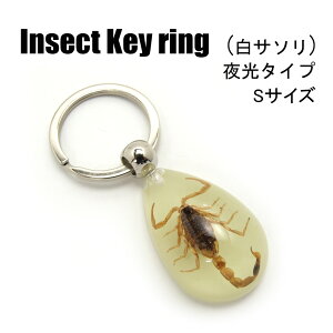 Insect Keyring yT\(STCY)zSDY9022 ^Cv/L[z_[//ANZT[p[c/y_ggbvɂ/Xgbv/COG/L[O/L[`[/W/