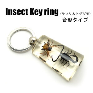AEgbgi Insect KeyringyT\gQO `zSK1007D L[z_[//ANZT[p[c/y_ggbvɂ/Xgbv/COG/L[O/L[`[/W/