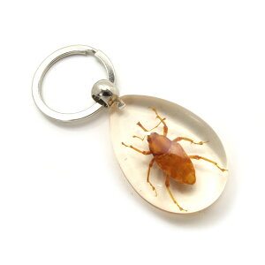 Insect Keyringy]EVzSK5510 L[z_[//ANZT[p[c/y_ggbvɂ/Xgbv/COG/L[O/L[`[/W/