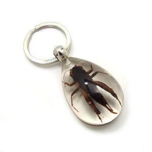 Insect KeyringyRIMzSK5610 L[z_[//ANZT[p[c/y_ggbvɂ/Xgbv/COG/L[O/L[`[/W/