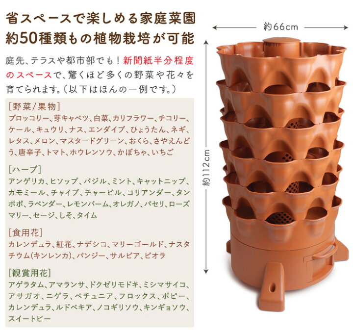 ワケギの収穫と保存方法
