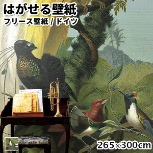 ǎ Aǎ rasch Curiosity 265cm 300cm S1F ͂ǎ \Ă͂ǎ t[Xǎ  ւ diy k  CeA hCc bV {^jJ Aj}  