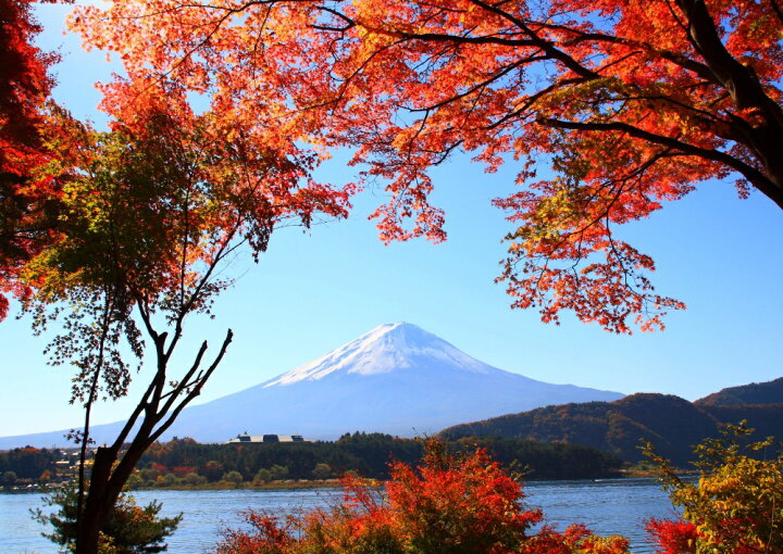 楽天市場 絵画風 壁紙ポスター はがせるシール式 もみじ富士 紅葉と富士山 山中湖 秋景色 キャラクロ Fjs 014a2 版 594mm 4mm 建築用壁紙 耐候性塗料 インテリア レアルインターショップ