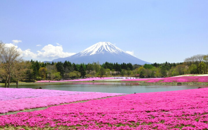 楽天市場 絵画風 壁紙ポスター はがせるシール式 富士芝桜 富士山 本栖湖 富士芝桜まつり さくら キャラクロ Fjs 028w2 ワイド版 603mm 376mm 建築用壁紙 耐候性塗料 インテリア レアルインターショップ 楽天市場 絵画風 壁紙ポスター はがせるシール式 富士芝桜 富士山 本栖湖 富士芝桜まつり さくら キャラクロ Fjs 028w2 ワイド版 603mm 376mm 建築用壁紙 耐候性塗料 インテリア レアルインターショップ
