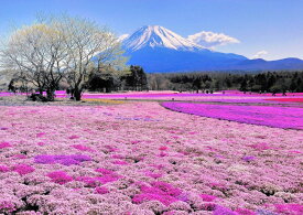 絵画風 壁紙ポスター (はがせるシール式) 富士芝桜 富士山 本栖湖 富士芝桜まつり さくら キャラクロ FJS-041A2 (A2版 594mm×420mm) ＜日本製＞ ウォールステッカー お風呂ポスター