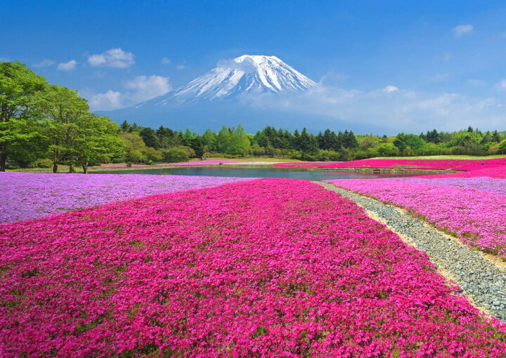 楽天市場 絵画風 壁紙ポスター はがせるシール式 富士芝桜 富士山 本栖湖 富士芝桜まつり さくら キャラクロ Fjs 057a2 版 594mm 4mm 建築用壁紙 耐候性塗料 インテリア レアルインターショップ 楽天市場 絵画風 壁紙ポスター はがせるシール式 富士芝桜 富士山 本栖湖 富士芝桜まつり さくら キャラクロ Fjs 057a2 版 594mm 4mm 建築用壁紙 耐候性塗料 インテリア レアルインターショップ