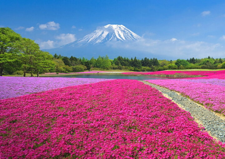 楽天市場 絵画風 壁紙ポスター はがせるシール式 富士芝桜 富士山 本栖湖 富士芝桜まつり さくら キャラクロ Fjs 057a2 版 594mm 4mm 建築用壁紙 耐候性塗料 インテリア レアルインターショップ