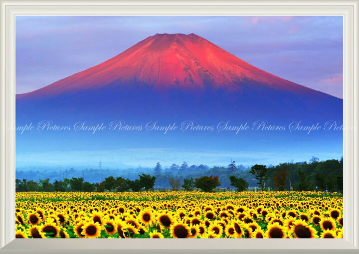 楽天市場 絵画風 壁紙ポスター はがせるシール式 窓の景色 赤富士 朝焼けの富士山と向日葵畑 ひまわり 幸運 開運 縁起物 風水 パワースポット 扉なし窓仕様 キャラクロ Fjs 033na2 版 594mm 4mm 建築用壁紙 耐候性塗料 インテリア レアルインター