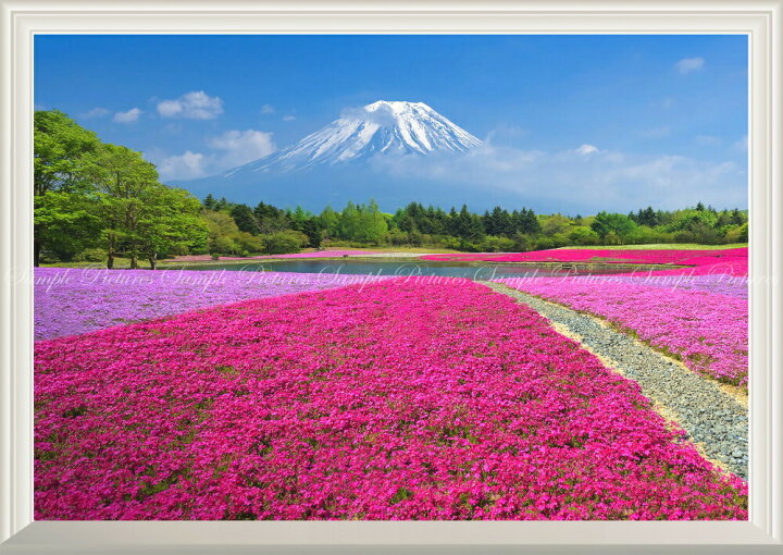 楽天市場 絵画風 壁紙ポスター はがせるシール式 窓の景色 富士芝桜 富士山 本栖湖 富士芝桜まつり さくら 扉なし窓仕様 キャラクロ Fjs 057na1 A1版 0mm 585mm 建築用壁紙 耐候性塗料 インテリア レアルインターショップ