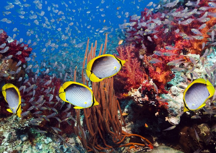 楽天市場 絵画風 壁紙ポスター はがせるシール式 海洋 熱帯魚 サンゴ ダイビング 深海 海 キャラクロ Dvg 010a2 版 594mm 4mm 建築用壁紙 耐候性塗料 インテリア レアルインターショップ