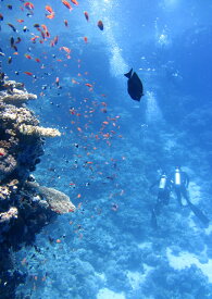 楽天市場 ダイバー サンゴの通販