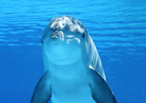 G敗 ǎ|X^[ (͂V[) CJ X}C htB |X^[ C LN DLP-001A2 (A2 594mm×420mm) { EH[XebJ[ C|X^[