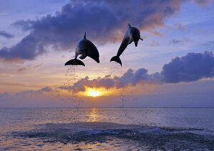 G敗 ǎ|X^[ (͂V[) CJ v Wv TZbg C LN DLP-006A1 (A1 830mm×585mm) { EH[XebJ[ C|X^[