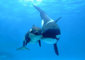 G敗 ǎ|X^[ (͂V[) V` IJ eq C LN ORCA-001A1 (A1 830mm×585mm) { EH[XebJ[ C|X^[