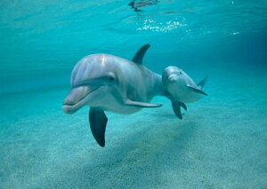 G敗 ǎ|X^[ (͂V[) CJ̐eq ohECJ htB |X^[ C LN DLP-010A2 (A2 594mm×420mm) { EH[XebJ[ C|X^[