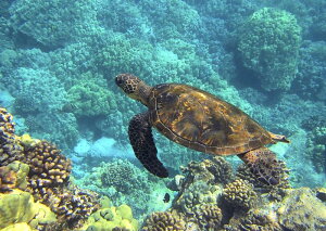 G敗 ǎ|X^[ (͂V[) E~K AIE~K nC T C LN TTL-001A1 (A1 830mm×585mm) { EH[XebJ[ C|X^[