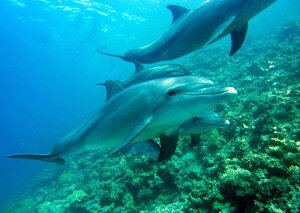 G敗 ǎ|X^[ (͂V[) CJ̉Ƒ̗Vj ohECJ _Co[ htB C LN DLP-011A2 (A2 594mm×420mm) { EH[XebJ[ C|X^[