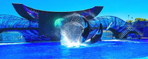 G敗 ǎ|X^[ (͂V[) V` IJ Wv̋ I[hSea World OpX pm} LN ORCA-101P1 (pm} 1440mm×576mm) { EH[XebJ[ 