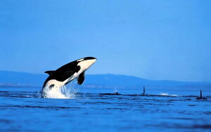 �G�敗 �ǎ��|�X�^�[ (�͂�����V�[����) �V���` �I���J�̃W�����v �O�����p�X Killer Whale �L�����N�� ORCA-009W2 (���C�h�� 603mm×376mm) �����{���� �E�H�[���X�e�b�J�[ �����C�|�X�^�[