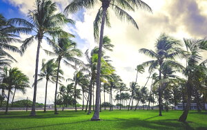 G敗 ǎ|X^[ (͂V[) }CA~ }p[N V̖ t_B AJ LN UMAM-009W2 (Ch 603mm×376mm) { EH[XebJ[ C|X^[