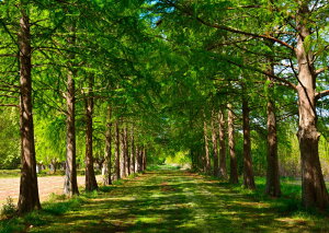 G敗 ǎ|X^[ (͂V[) ؓ X Xї  ڂۗ̕{ C]  LN SNR-004A2 (A2 594mm×420mm) { EH[XebJ[ C|X^[