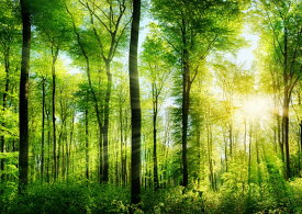 絵画風 壁紙ポスター (はがせるシール式) 森林 森林浴 日光浴 陽射し 太陽 眩しい 緑の森の木々 癒し キャラクロ SNR-030A1 (A1版 830mm×585mm) ＜日本製＞ ウォールステッカー お風呂ポスター