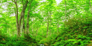 G敗 ǎ|X^[ (͂V[) CR̃ui̐X k Xї ꕶ̂ӂ邳 C R`EHc iX|bg LN M-SNR-001BS1(pm}S 1152mm×576mm){