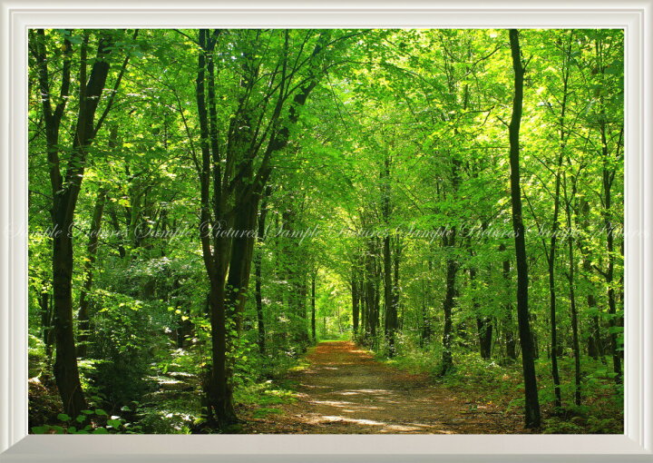 楽天市場 絵画風 壁紙ポスター はがせるシール式 窓の景色 森林と小道 森林浴 新緑 散歩道 目の保養 癒し 気分転換 リフレッシュ 扉なし窓仕様 キャラクロ Snr 028na1 A1版 0mm 585mm 日本製 ウォールステッカー お風呂ポスター レアルインターショップ