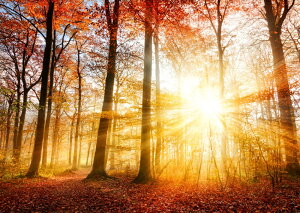 G敗 ǎ|X^[ (͂V[) gt̗z˂ H̓ Xї ݂ t  LN KYO-016A1 (A1 830mm×585mm) { EH[XebJ[ C|X^[