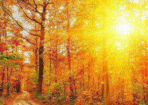 G敗 ǎ|X^[ (͂V[) gt̗z˂ Ήg̐Xї H̏ ݂ t  LN KYO-017A2 (A2 594mm×420mm) { EH[XebJ[ C|X^[