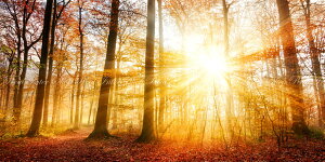 G敗 ǎ|X^[ (͂V[) gt̗z˂ H̓ Xї ݂ t  pm} LN KYO-106S1 (1152mm×576mm) { EH[XebJ[ C|X^[